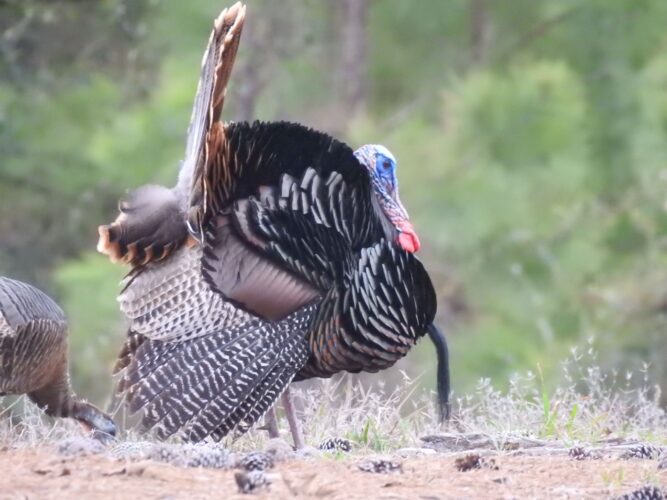 Turkey calls don’t need to be perfect